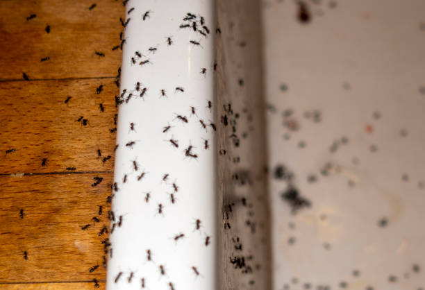 Insect Control in Rosemount, MN